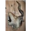 Image 3 : *TEXAS RESIDENTS ONLY* Massive Half-body MARKHOR Wall Pedestal Mount