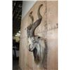 Image 4 : *TEXAS RESIDENTS ONLY* Massive Half-body MARKHOR Wall Pedestal Mount