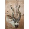 Image 5 : *TEXAS RESIDENTS ONLY* Massive Half-body MARKHOR Wall Pedestal Mount