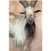 Image 6 : *TEXAS RESIDENTS ONLY* Massive Half-body MARKHOR Wall Pedestal Mount