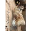 Image 7 : *TEXAS RESIDENTS ONLY* Massive Half-body MARKHOR Wall Pedestal Mount