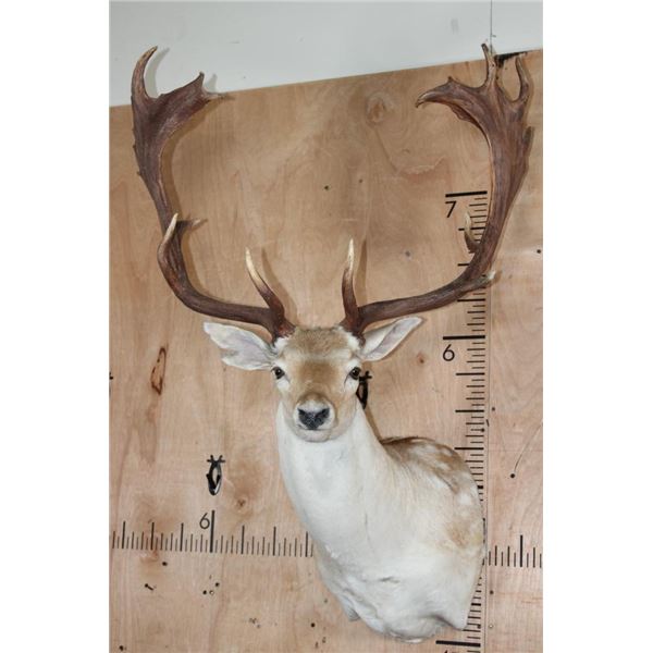 XXL 18-Point COMMON FALLOW Deer Shoulder Mount