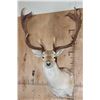 Image 1 : XXL 18-Point COMMON FALLOW Deer Shoulder Mount