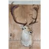 Image 2 : XXL 18-Point COMMON FALLOW Deer Shoulder Mount
