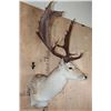 Image 3 : XXL 18-Point COMMON FALLOW Deer Shoulder Mount