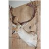 Image 4 : XXL 18-Point COMMON FALLOW Deer Shoulder Mount
