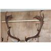 Image 5 : XXL 18-Point COMMON FALLOW Deer Shoulder Mount