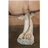 Image 6 : XXL 18-Point COMMON FALLOW Deer Shoulder Mount