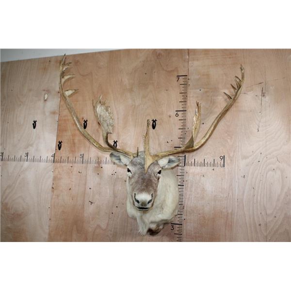 Huge 34-Point CARIBOU Shoulder Mount