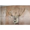 Image 1 : Huge 34-Point CARIBOU Shoulder Mount