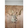 Image 3 : Huge 34-Point CARIBOU Shoulder Mount