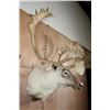 Image 4 : Huge 34-Point CARIBOU Shoulder Mount
