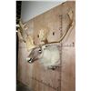 Image 5 : Huge 34-Point CARIBOU Shoulder Mount