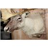 Image 6 : Huge 34-Point CARIBOU Shoulder Mount
