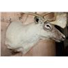 Image 7 : Huge 34-Point CARIBOU Shoulder Mount
