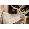 Image 8 : Huge 34-Point CARIBOU Shoulder Mount