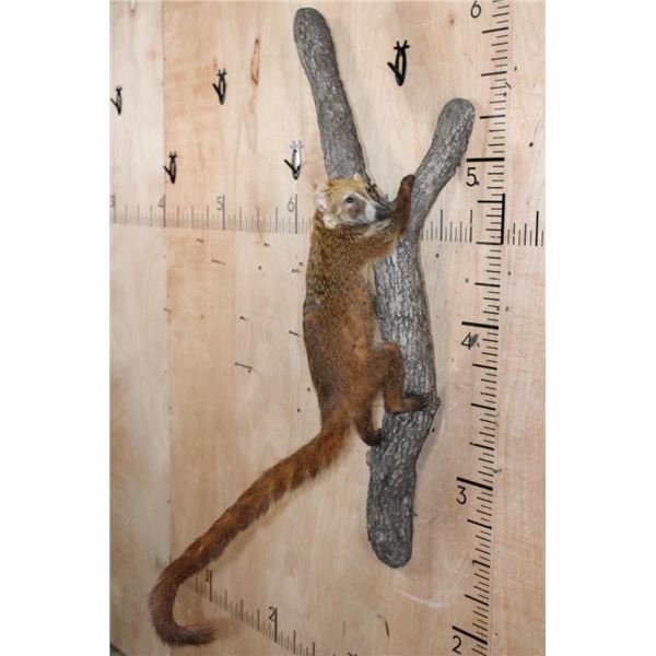 Life-sized COATIMUNDI Mounted on a Reproduction Branch