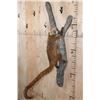 Image 1 : Life-sized COATIMUNDI Mounted on a Reproduction Branch