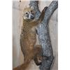 Image 4 : Life-sized COATIMUNDI Mounted on a Reproduction Branch