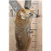 Image 5 : Life-sized COATIMUNDI Mounted on a Reproduction Branch