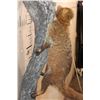 Image 6 : Life-sized COATIMUNDI Mounted on a Reproduction Branch