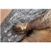 Image 7 : Life-sized COATIMUNDI Mounted on a Reproduction Branch