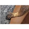Image 8 : Life-sized COATIMUNDI Mounted on a Reproduction Branch
