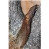 Image 9 : Life-sized COATIMUNDI Mounted on a Reproduction Branch