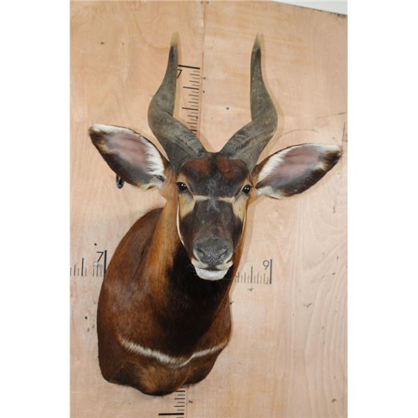 Massive BONGO Shoulder Mount