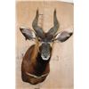 Image 1 : Massive BONGO Shoulder Mount