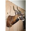 Image 4 : Massive BONGO Shoulder Mount