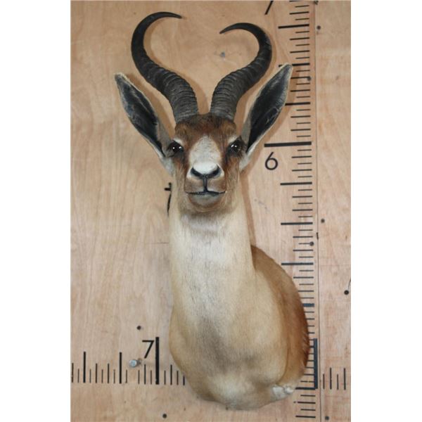 Big Copper SPRINGBOK Shoulder Mount