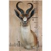 Image 1 : Big Copper SPRINGBOK Shoulder Mount