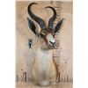 Image 2 : Big Copper SPRINGBOK Shoulder Mount
