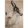 Image 3 : Big Copper SPRINGBOK Shoulder Mount