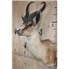 Image 4 : Big Copper SPRINGBOK Shoulder Mount