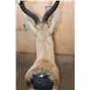 Image 5 : Big Copper SPRINGBOK Shoulder Mount
