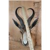 Image 6 : Big Copper SPRINGBOK Shoulder Mount