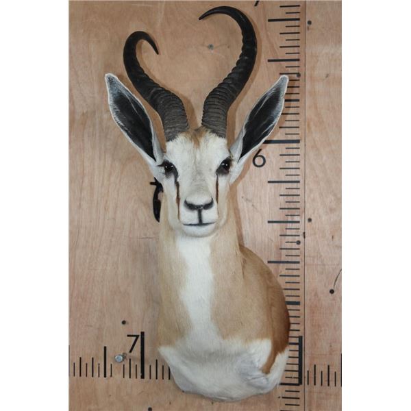XL SPRINGBOK Shoulder Mount