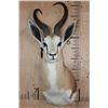 Image 1 : XL SPRINGBOK Shoulder Mount