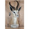 Image 2 : XL SPRINGBOK Shoulder Mount