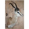 Image 3 : XL SPRINGBOK Shoulder Mount