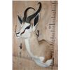 Image 4 : XL SPRINGBOK Shoulder Mount