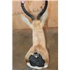 Image 5 : XL SPRINGBOK Shoulder Mount