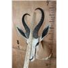 Image 6 : XL SPRINGBOK Shoulder Mount