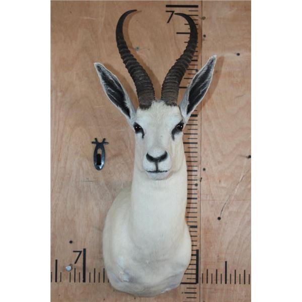 White SPRINGBOK Shoulder Mount