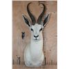 Image 1 : White SPRINGBOK Shoulder Mount