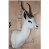 Image 2 : White SPRINGBOK Shoulder Mount