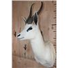 Image 3 : White SPRINGBOK Shoulder Mount