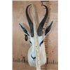 Image 4 : White SPRINGBOK Shoulder Mount